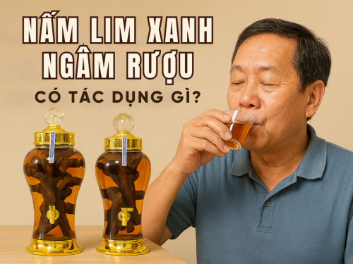 Nấm Lim Xanh ngâm rượu có tác dụng gì? Có nên dùng mỗi ngày không?